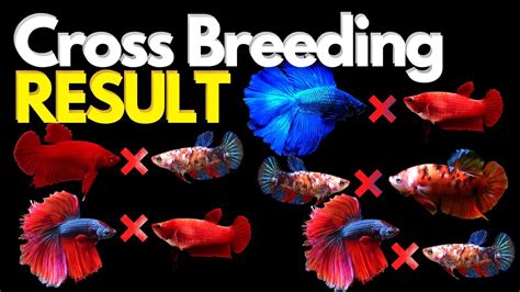betta cross breeding results